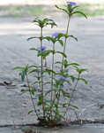 Carolina wild petunia